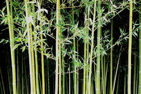 nuda bamboo